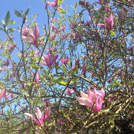 Апартаменты La Magnolia Рикко-дель-Гольфо-ди-Специя Экстерьер фото