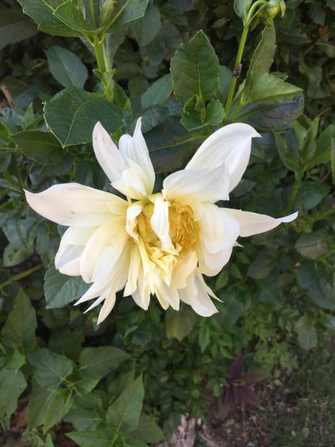 Апартаменты La Magnolia Рикко-дель-Гольфо-ди-Специя Экстерьер фото